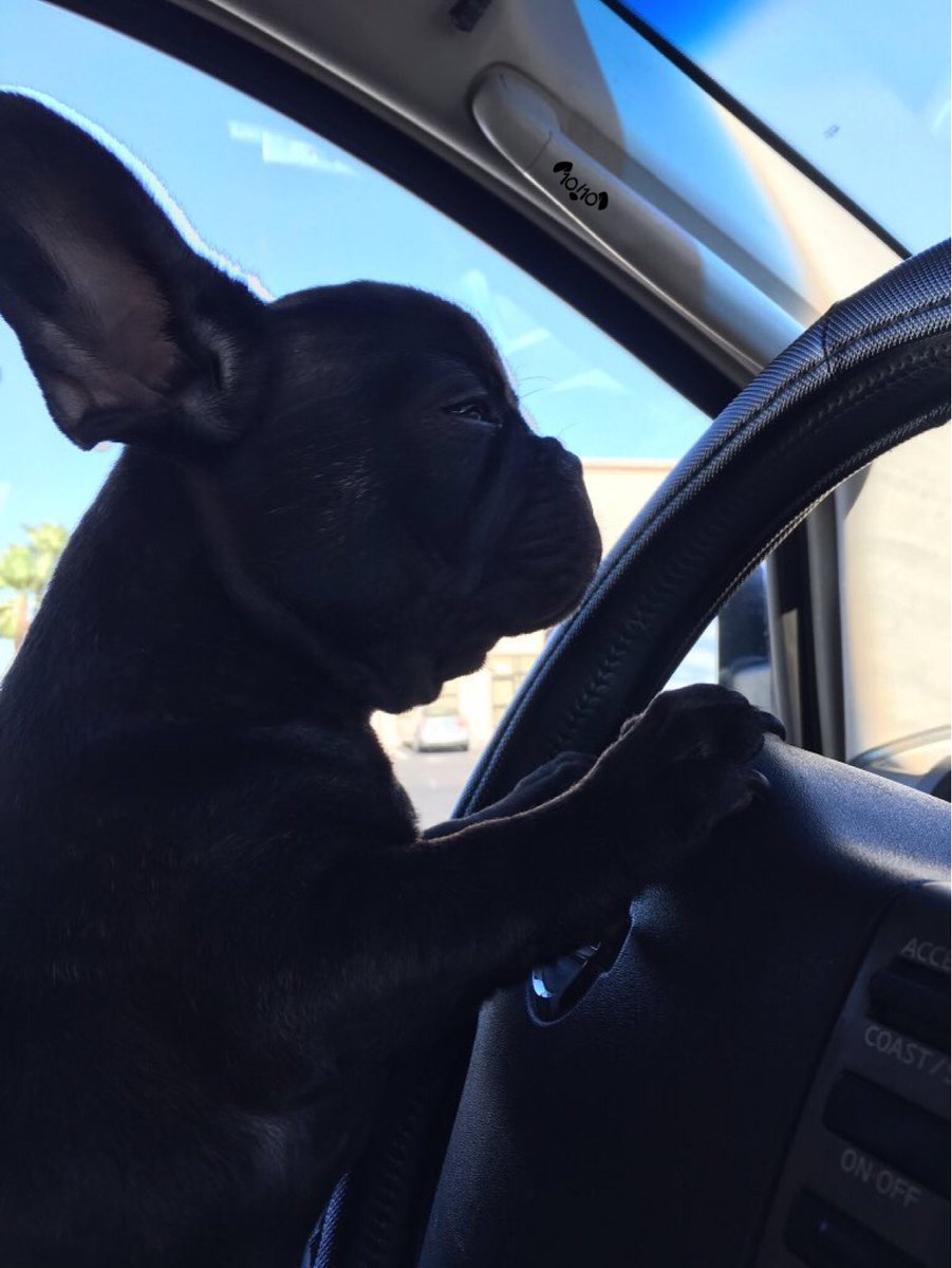 WeRateDogs tweet media