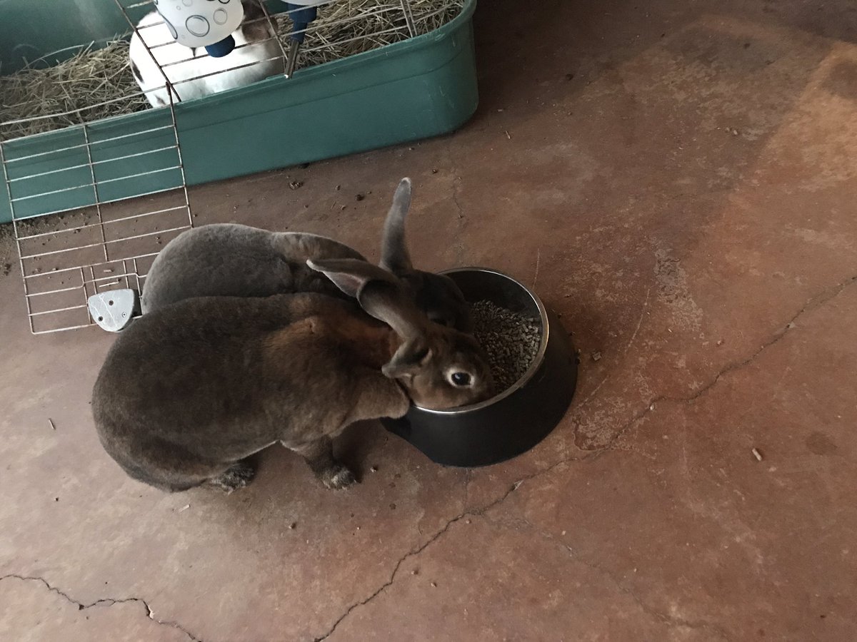 hannahwthehair's tweet photo. Floppsy puts her lil feet in the food bowl so no one else can eat while she's eating. #queenofthebackyard https://t.co/48Y6QMN1sV