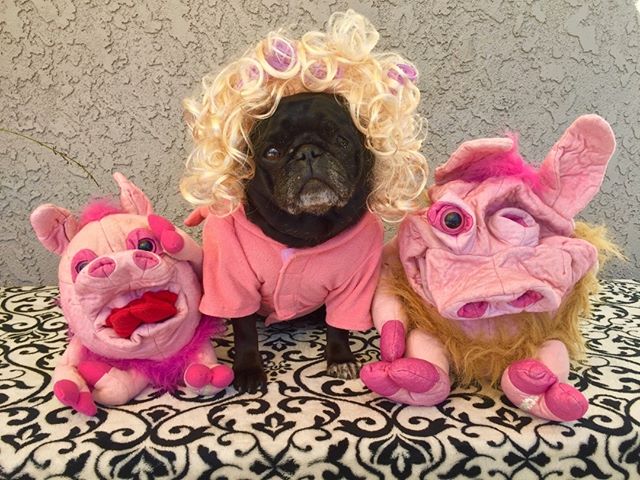 nursenebbie's tweet photo. #nebulathepotbellypug🐽 #thinkpink🎀 #mopslover #potbellypug #seniorpugsrule #bcam #adoptdontshop🐾 #mopstagram #rescuepugsofinstagram https://t.co/W6gmDKrvGQ