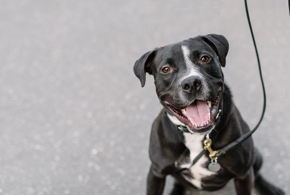 AnimalLeague's tweet photo. Just look at the smile on this goof ball! #comemeethim #adopthim #getyourrescueon https://t.co/ze6IyOMifc