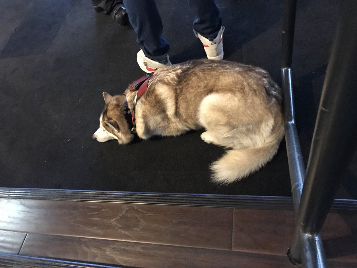 ジャック梶田 マイク オハーンの犬 めっちゃモフモフしたかったけど 飼い主がイカツイので出来ませんでした