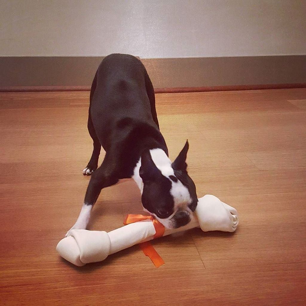 elguapotravels's tweet photo. If you are going to dream, dream big
.
.
.
#bostonterriersofinstagram #bostonterrierlove #bostonterrier #bostonter… https://t.co/7ufp6djkyY https://t.co/Yxg2aZzO5i