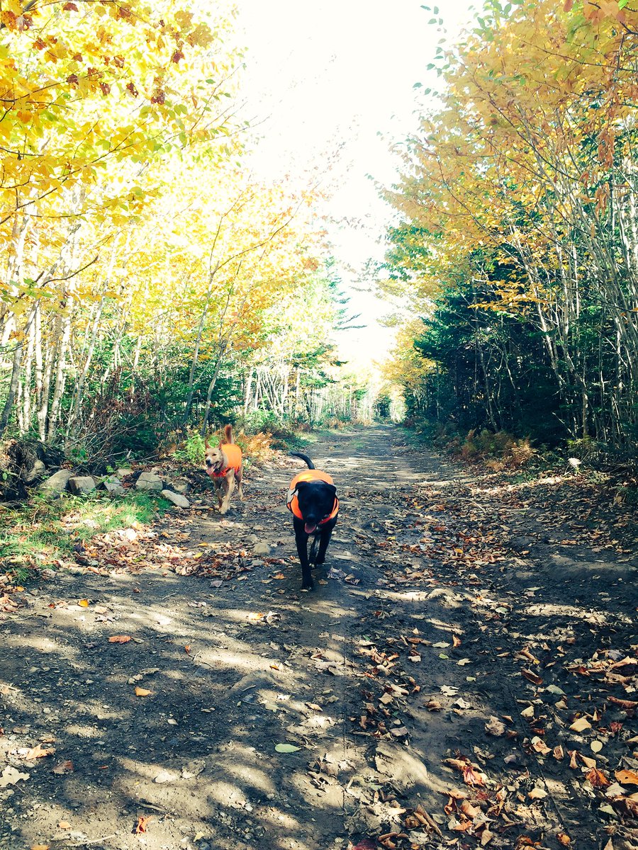 RosemaryBayers's tweet photo. It's the most wonderful time of the year 🍁🍂 #fall #orangeinthewoods #SafetyFirst #huntersafety #dogsoftwitter #EasternShore https://t.co/qUsSDqRKA3