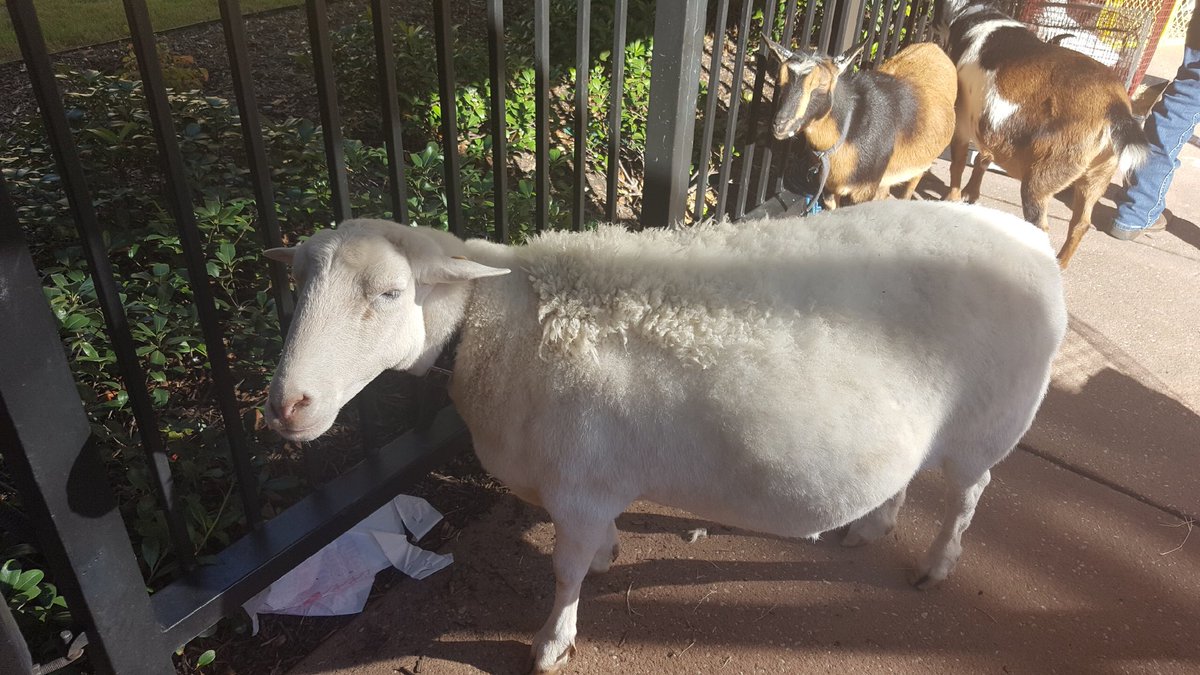 hgbcclc's tweet photo. Petting Zoo @hgbcclc #TexasDays #PointingLittlesToJesus https://t.co/CQBqldS3P6