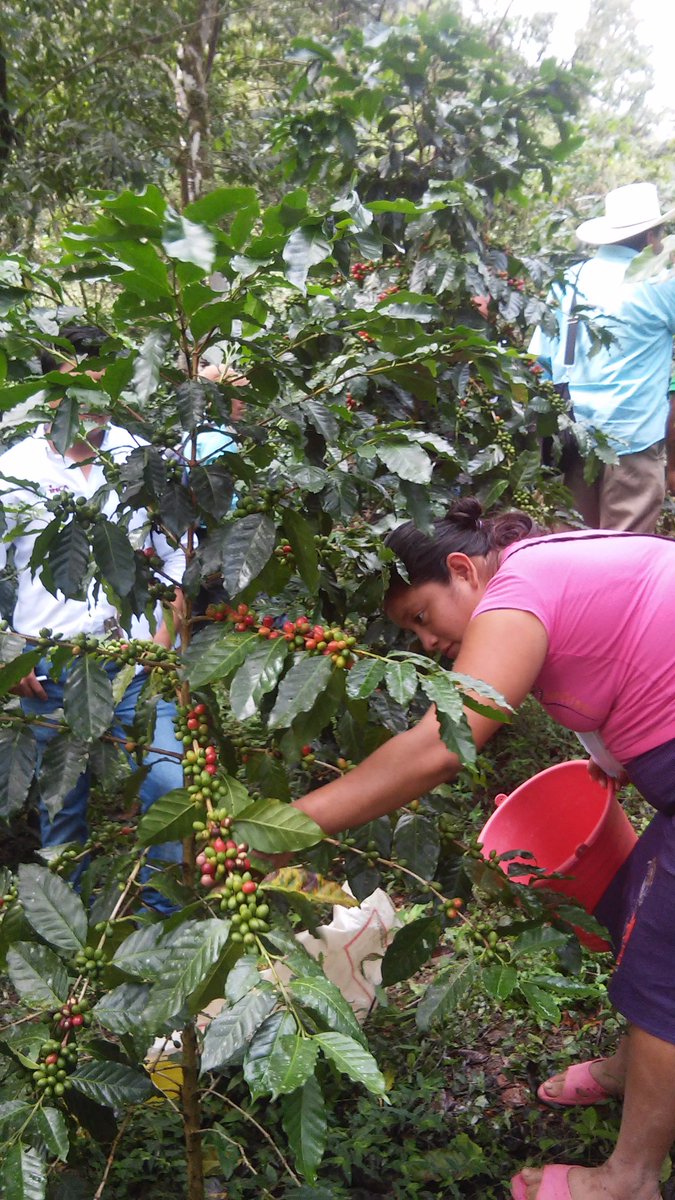 aagroriver's tweet photo. Evaluacion en el EC0272 Cosecha de cafe en Yajalon Chiapas, @PerlaIbaez2 @incarural @LeticiaInca @Mely_Romero https://t.co/jGvT4PdNnH