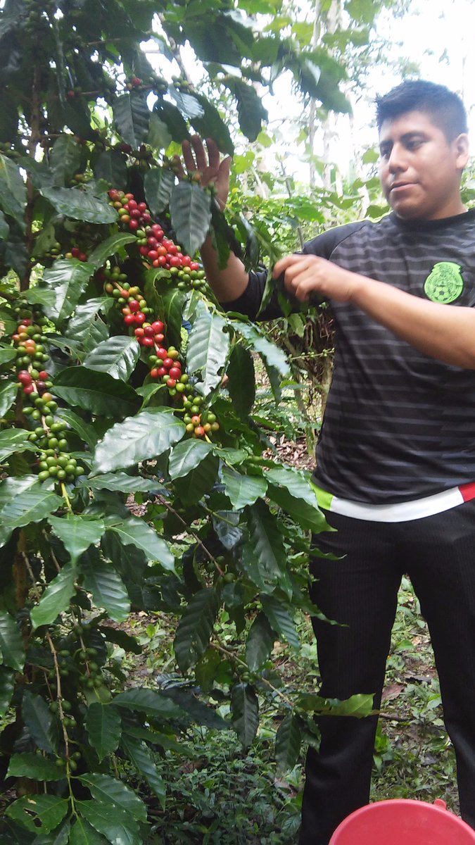 aagroriver's tweet photo. Evaluacion en el EC0272 Cosecha de cafe en Yajalon Chiapas, @PerlaIbaez2 @incarural @LeticiaInca @Mely_Romero https://t.co/jGvT4PdNnH