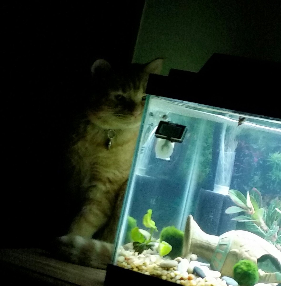 connietn06's tweet photo. Ted enjoys unwinding in the evening watching the aquarium 🐠🐺 #GingerCats #CatsOfTwitter #AdoptDontShop #aquariumfish https://t.co/RjAwYBlUGO