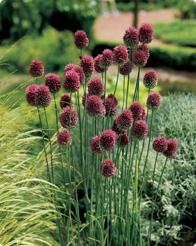 Jan Johnsen (@janjohnsen23) on Twitter photo Drumstick allium - a great plant. read this for more info: serenityinthegarden.blogspot.com/2017/10/drumst…
<a href="/mainegardening/">Heather Davis</a> <a href="/SharonLovejoy/">Sharon Lovejoy</a> <a href="/ExtravagantG/">Extravagant Gardens</a> #allium Drumstick allium - a great plant. read this for more info: serenityinthegarden.blogspot.com/2017/10/drumst…
<a href="/mainegardening/">Heather Davis</a> <a href="/SharonLovejoy/">Sharon Lovejoy</a> <a href="/ExtravagantG/">Extravagant Gardens</a> #allium