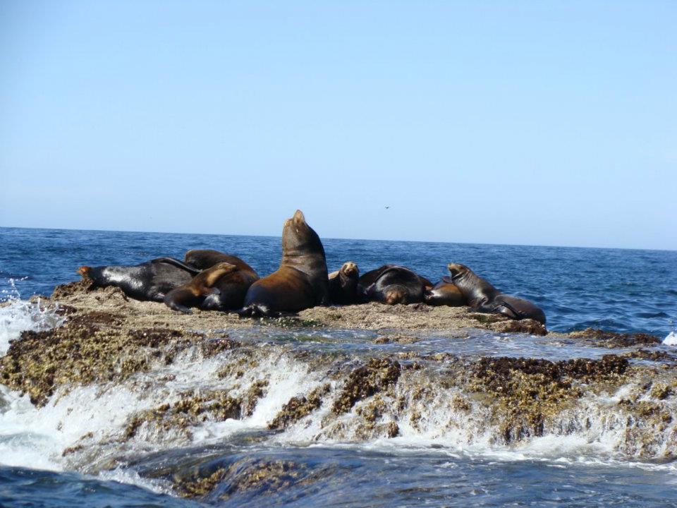 CONANP_mx's tweet photo. El #ANP Islas del #GolfoDeCalifornia aloja numerosas colonias reproductoras de Lobo marino californiano (Zalophus californianus). https://t.co/k2hc668xAU