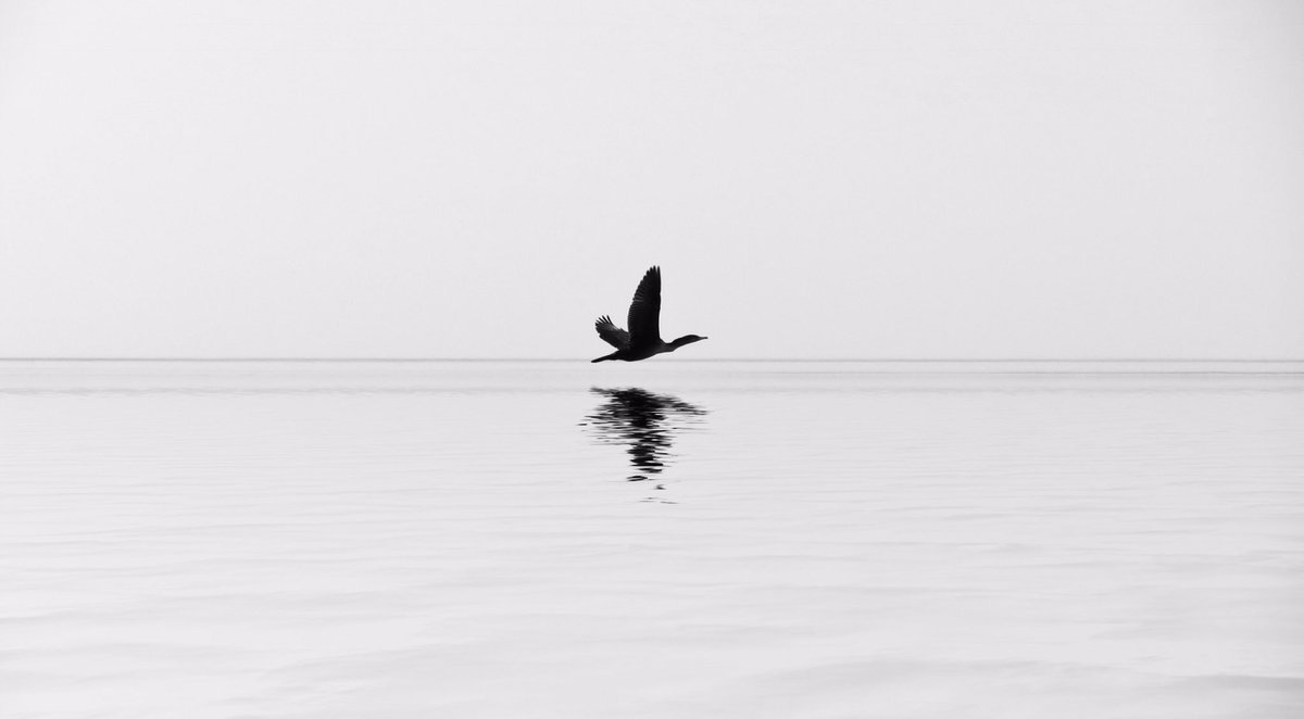 MitchandMarcy's tweet photo. Seeking other #birdsinflight in @PureMichigan #mitchandmarcyphotos @TraverseCity #birdreflection #upnorth #GrandTraverseBay @awesomemitten https://t.co/vzpSsI2Gvi