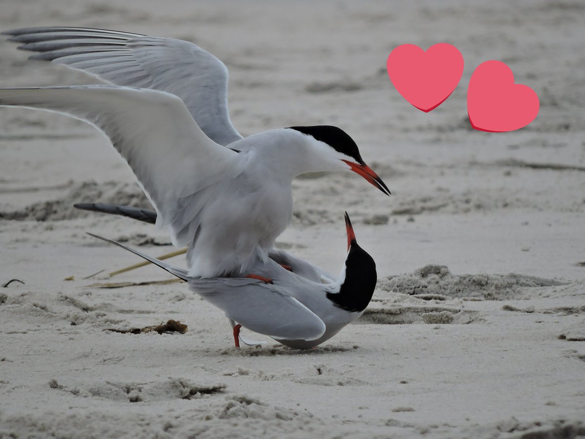 KkevVY's tweet photo. Not ready for fall/winter? Share your #springpic photos! Don't be shy! These common terns weren't! #birding https://t.co/XB9Vt8vikG