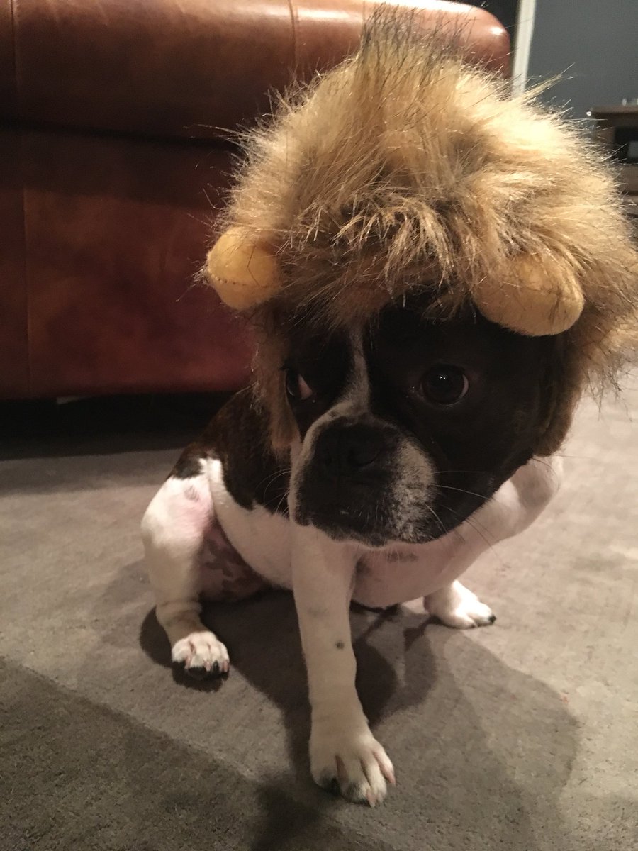 LondonFrenchie's tweet photo. Costume fitting, at least I got treats... https://t.co/8Xg7k8mvaQ