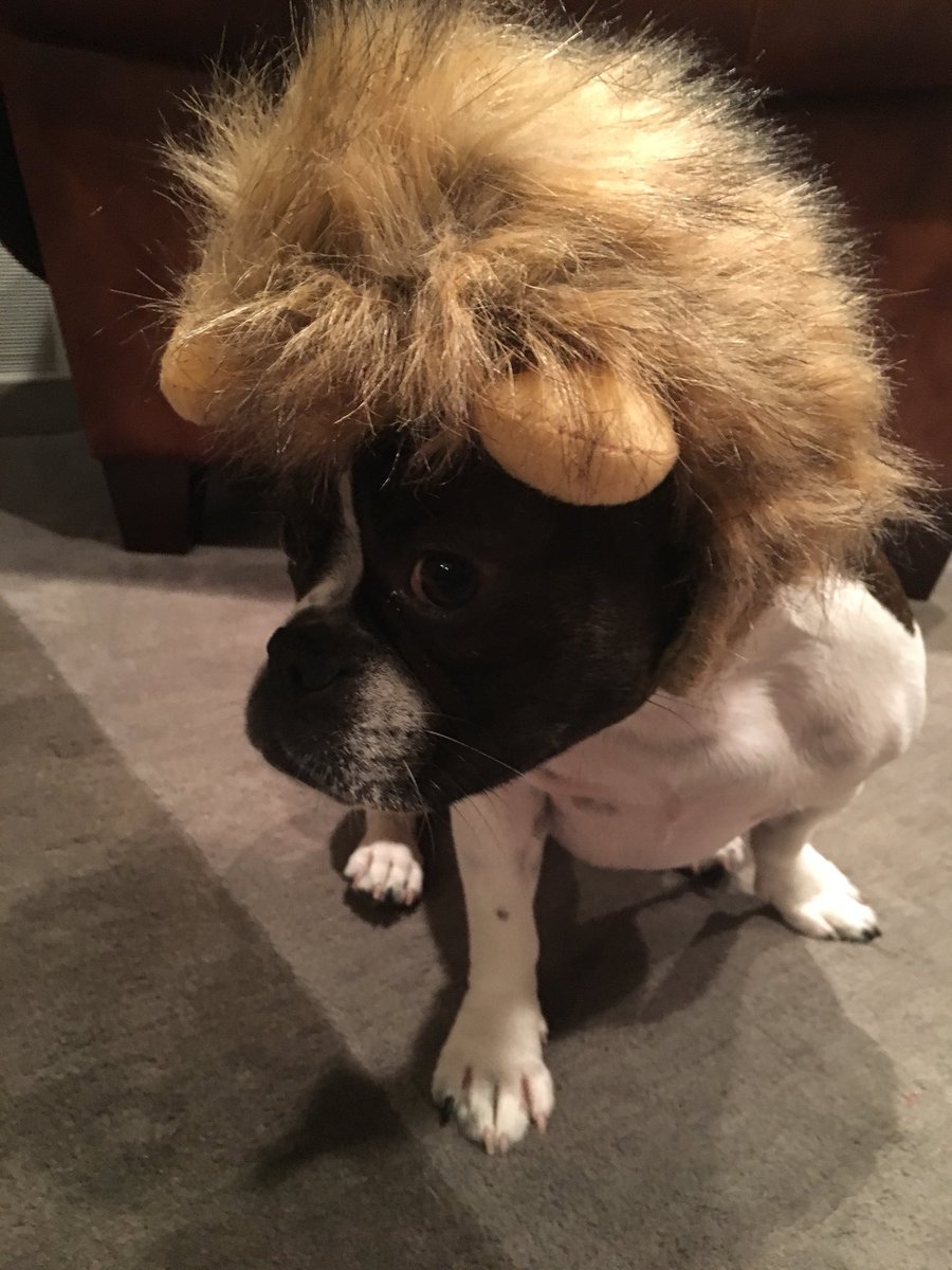 LondonFrenchie's tweet photo. Costume fitting, at least I got treats... https://t.co/8Xg7k8mvaQ