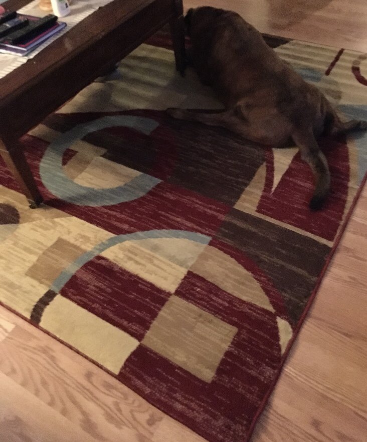 zhill17's tweet photo. I just wanna know why my dog is doing a full split on the new rug https://t.co/Otjmr8X0LS