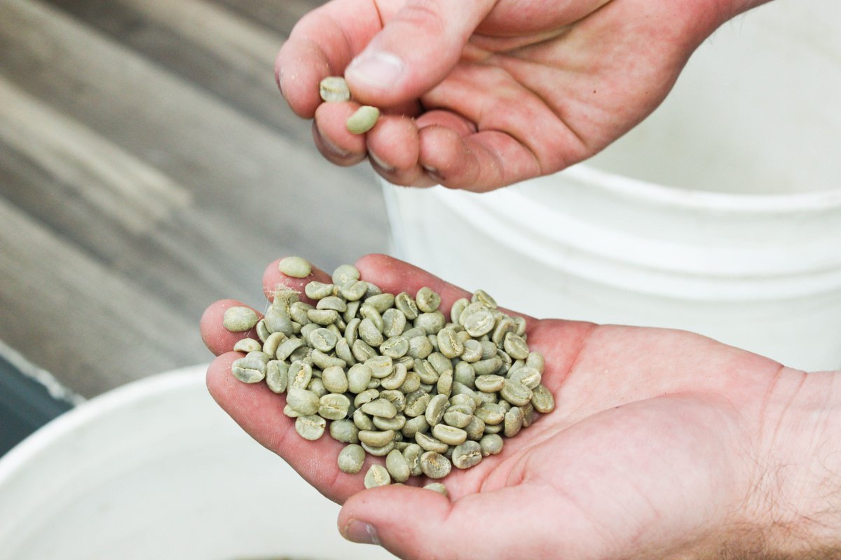 BigHouseBeans's tweet image. This is where it all begins! We source our coffee beans from around the world and roast them to highlight each unique flavor.