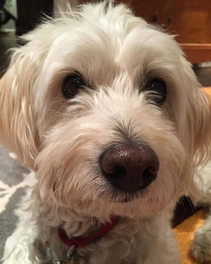 the_daily_jonas's tweet photo. Wishin' and hopin' for a bite of dinner to land my way. #lookintomyeyes #thatl👀k #resistanceisfutile #dogsofinstag… https://t.co/R13soavZx2 https://t.co/pOjeLxc48n
