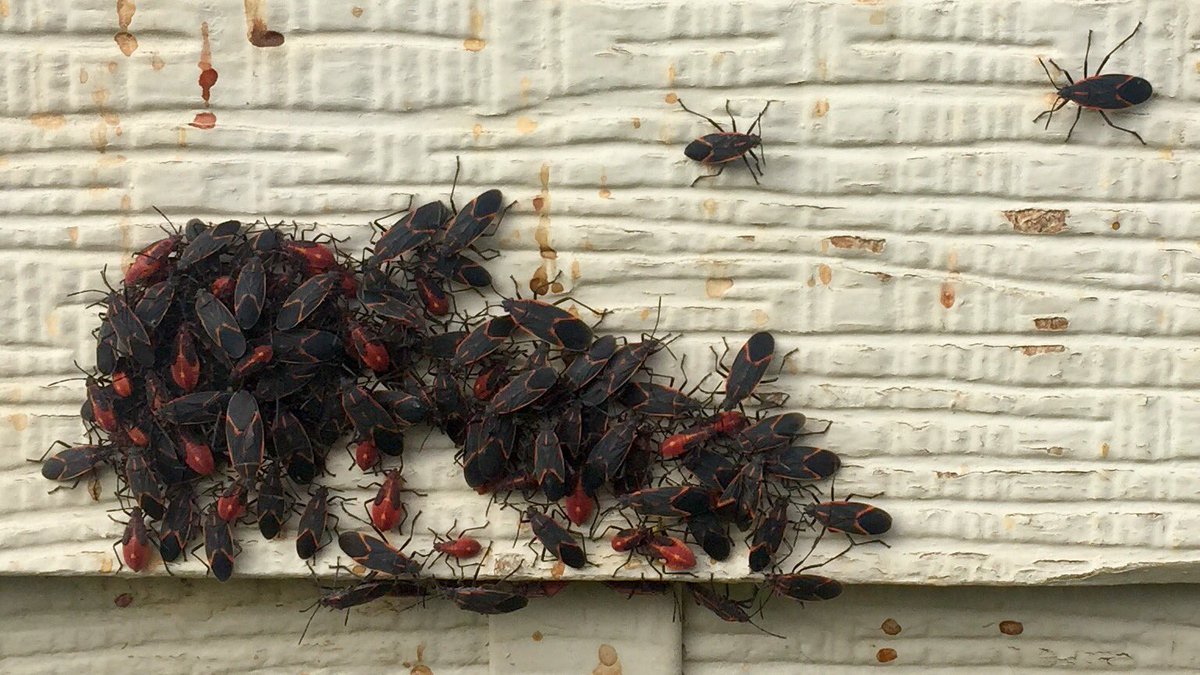lwoodwardCTV's tweet photo. Here's what to do if you see maple bugs in or around your home. Step one: make this face #maplebugs #yxe #yqr #sask https://t.co/Y0dlQaNxF0 https://t.co/pr7uIknpsF