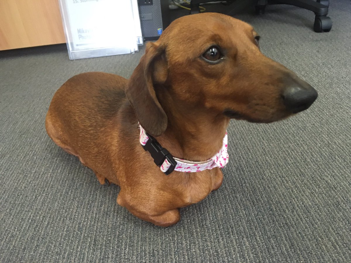 BubblesAus's tweet photo. All offices with sausage dogs are good offices. #WorkPuppy #SasuageDog #Doggo #NoPaws #AllSausage https://t.co/friTuku9G7