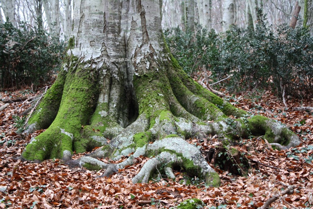 Lymphavitale's tweet photo. Ad #Halloween2017 noi cammineremo in un #bosco speciale: la faggeta di @Oriolo_Romano dichiarata quest'anno patrimonio dell' @UNESCO https://t.co/EoDnbvSXbd