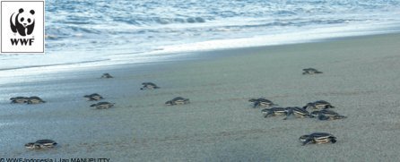 Marine Buddies tweet media