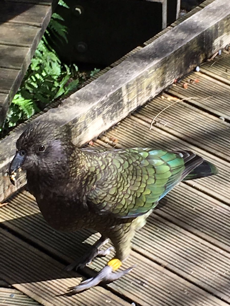 RhondaAlbom's tweet photo. Gorillas, kiwi birds, and Kia. These are some of the highlights at a #OranaPark. #ChristchurchNZ #PocketsOfAwesome https://t.co/NBnjBZxErM