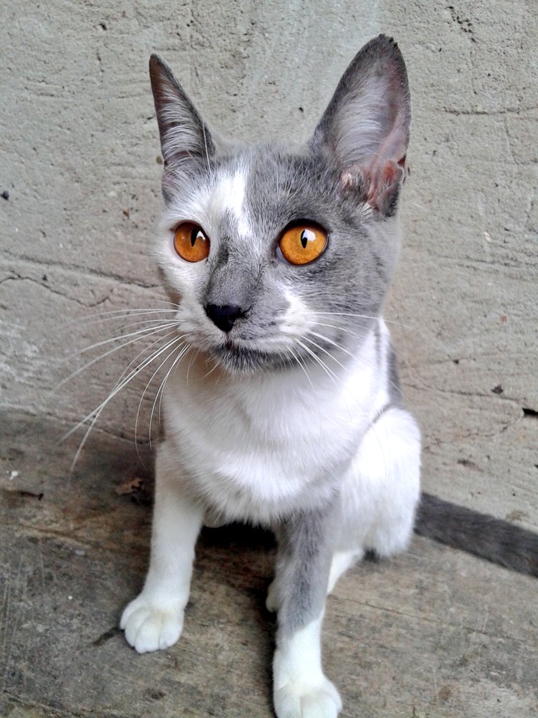 Elizabeth223810's tweet photo. 💖😻💖 https://t.co/lfrpHwk4AW