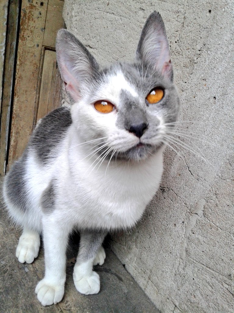 Elizabeth223810's tweet photo. 💖😻💖 https://t.co/lfrpHwk4AW
