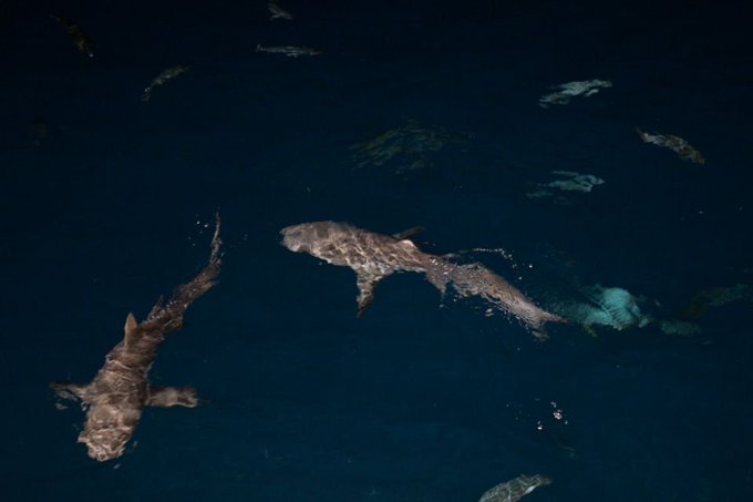 I did scuba diving there. Yes, it was great. Yes, it's Australia. No, they do not attack humans. https://t