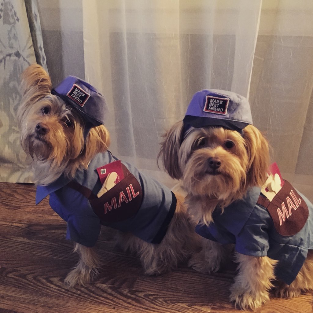 Stacey4989's tweet photo. @jimmyfallon Mail call 📬 #DogHalloweenCostumes https://t.co/f5MOt2oUdg