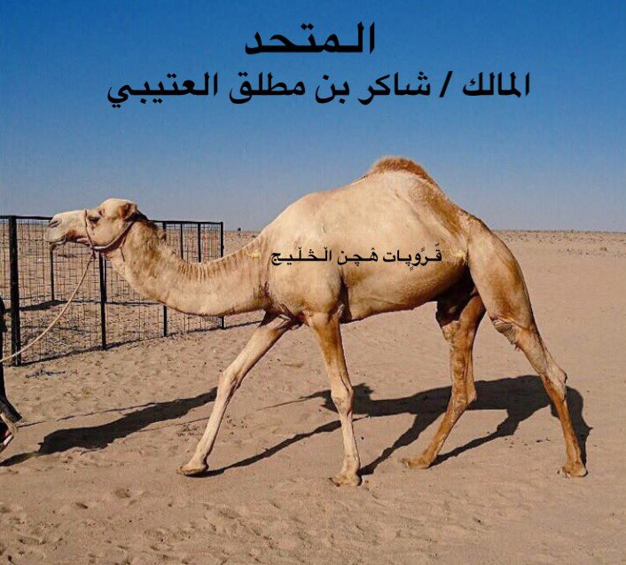 511_abdulmalik's tweet photo. الموقع / ينبع⚡️ https://t.co/m28DVanJKW