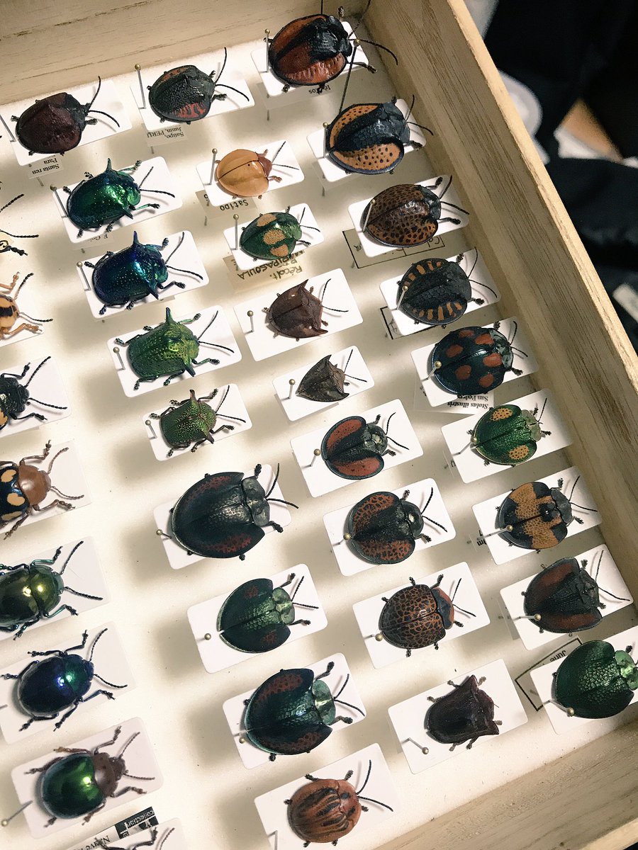 美しいブローチハムシ