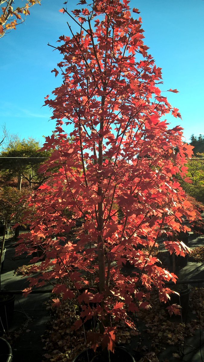 CDLlagomaggiore's tweet photo. Nothing quite like it! Acer Freemanii 'Autumn Blaze' @CDLlagomaggiore https://t.co/1C6U5BAXGj