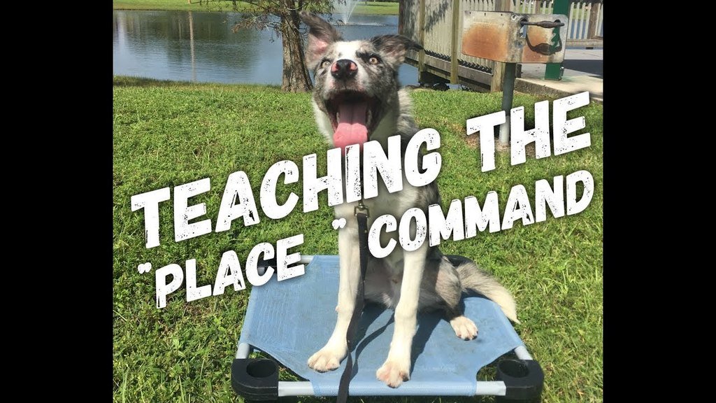 theupbeatk9's tweet photo. https://t.co/Ig9cpPjhGE One of our favorite commands to teach is the "Place" command. Here we are starting from s… https://t.co/GM94DdGki8 https://t.co/q3aadYPYl8