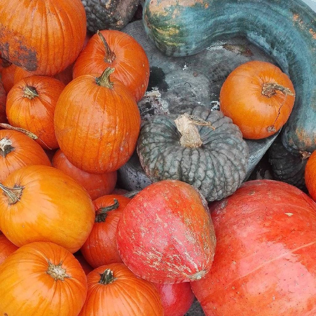 robertamorasco1's tweet photo. Palette autunnale ... 🍂🍁🍂🍁
.
.
#pumpkins #zucca #fall #fallinlove #autunno #feedfeed #veggie #fitfood #liveauthent… https://t.co/whGVBucwqk https://t.co/OiIM1kfeZi