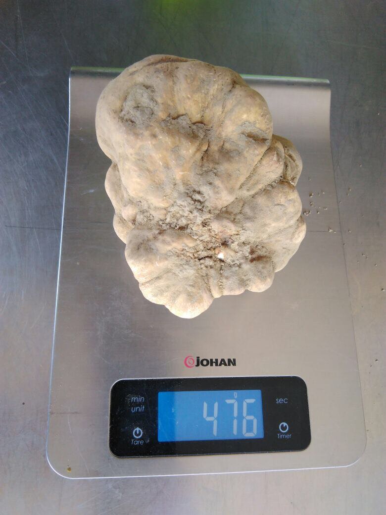 TrufflesLondon's tweet photo. Hard to find them.. Surely not an easy season. However, something special is every time in our hands.. Limited availability on our e-shop https://t.co/muNaaVqgES #whitetruffle #magnatumpico #whiteprivilege #truffles #tartufobianco #italianindulgence https://t.co/dtHpG9q1jo