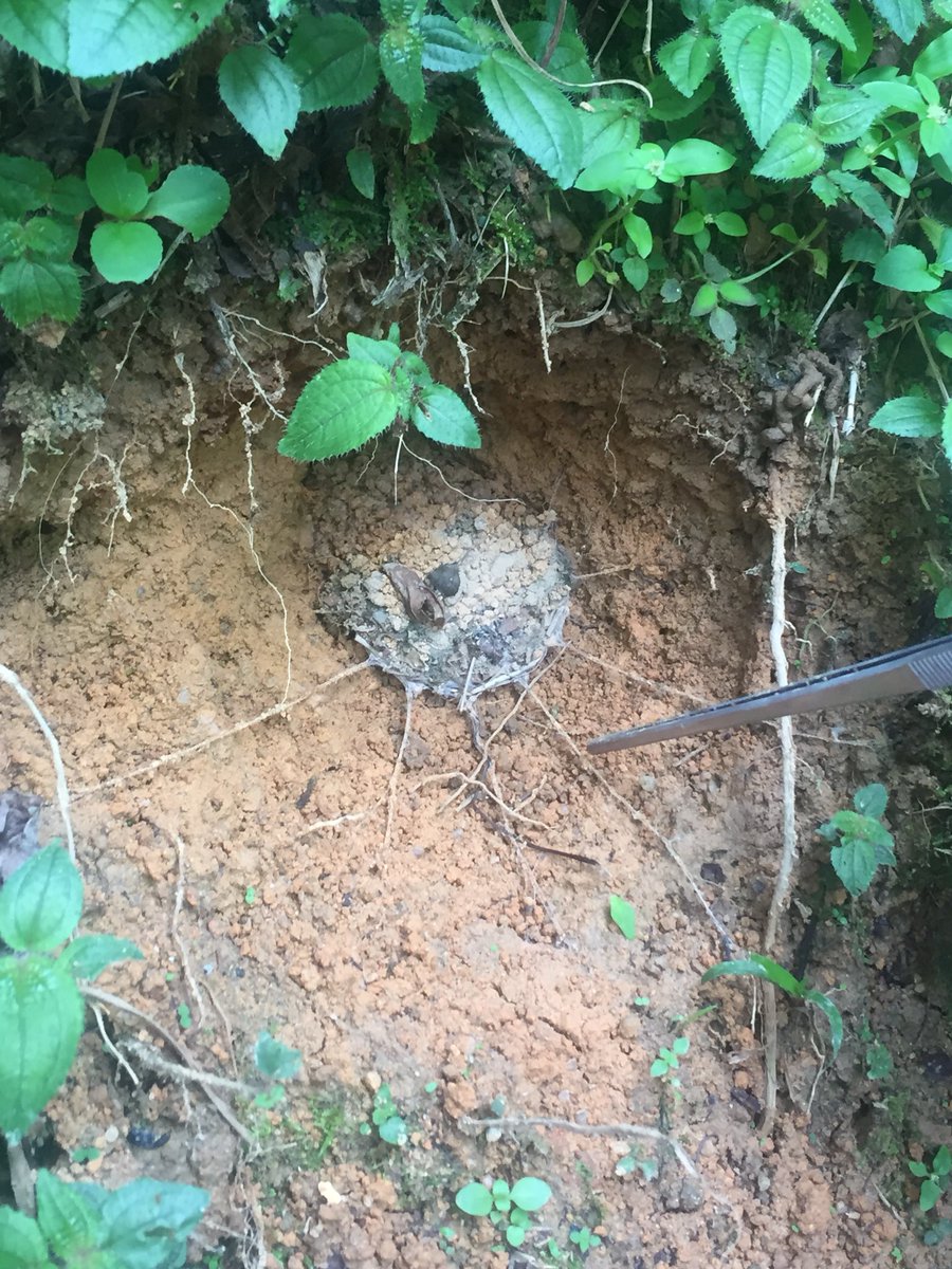 HannahCotten1's tweet photo. Look at this trap door! A spider made it out of silk and it’s quite an intricate design! #spiderlove #bioblitz #hilldillos #aisdproud https://t.co/X5sCZIP3gL