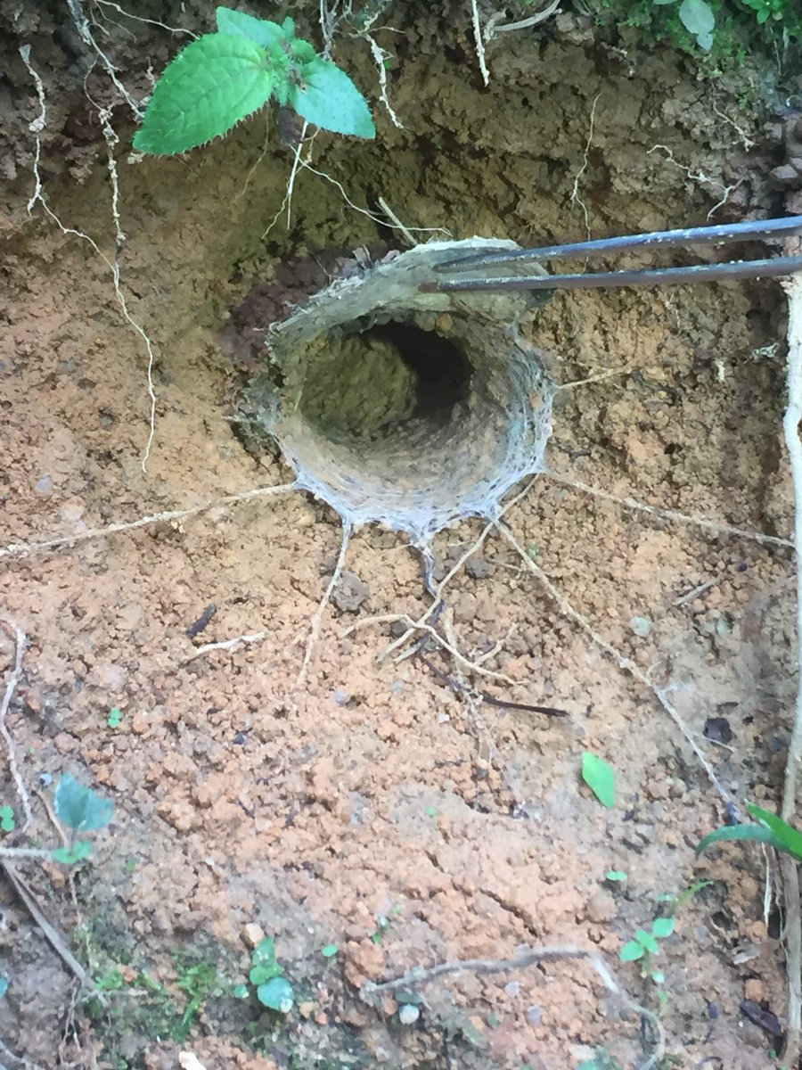 HannahCotten1's tweet photo. Look at this trap door! A spider made it out of silk and it’s quite an intricate design! #spiderlove #bioblitz #hilldillos #aisdproud https://t.co/X5sCZIP3gL