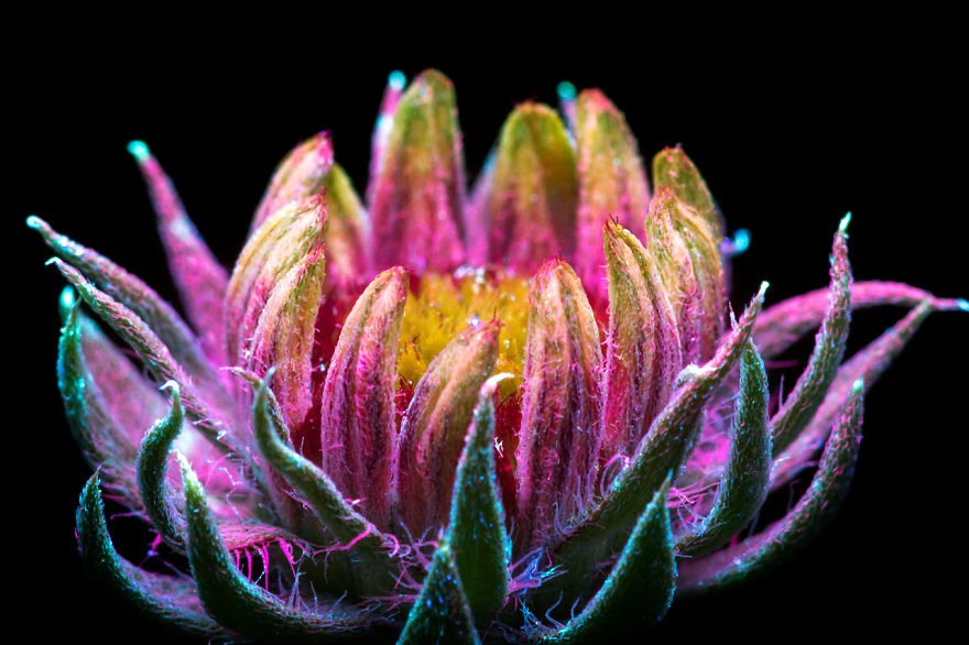 maxfate's tweet photo. Invisible light of plants.. photographed by Craig Burrows https://t.co/IDMVqfMMF4