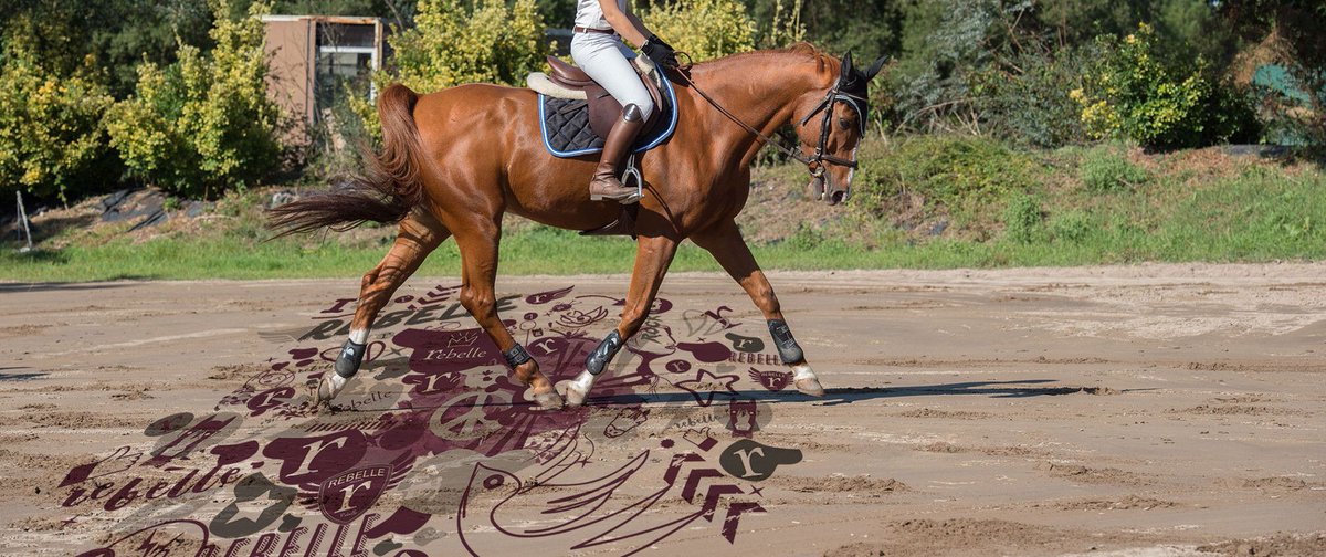 Qui est Rebelle ? Qui a déjà essayé ? #RebelleSellier #Horse #Saddle