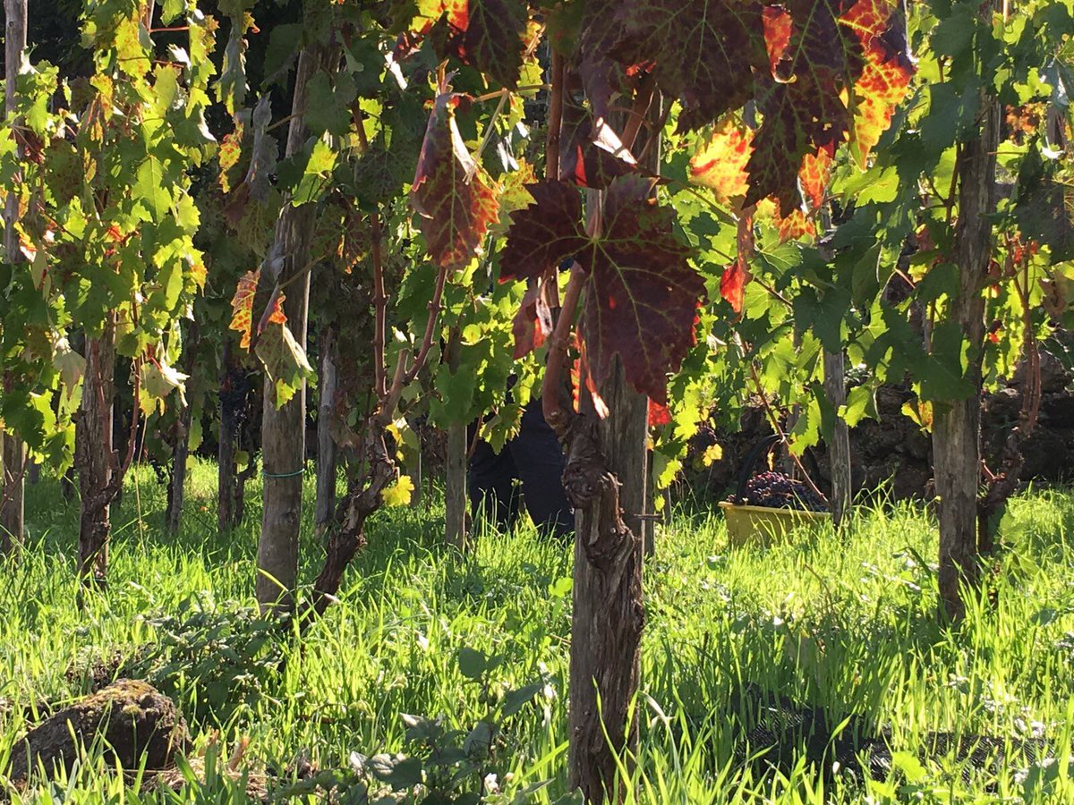 The Autumn in coming... #etna #terrazzedelletna #terrazzamenti #natura #nature #love