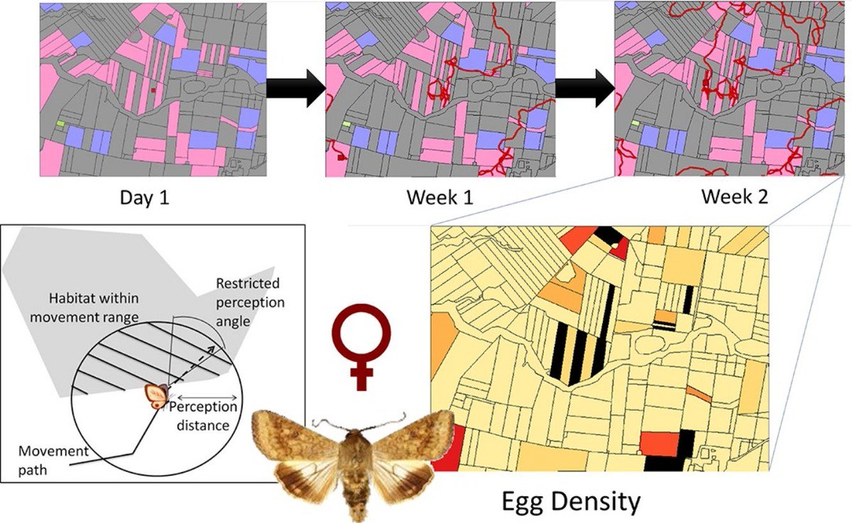 HazelScienceNut's tweet image. Finally published my #Helicoverpa #agentbasedmodel - now my Twitter header might make more sense to the world...! authors.elsevier.com/a/1VxnR15DJ~pk…