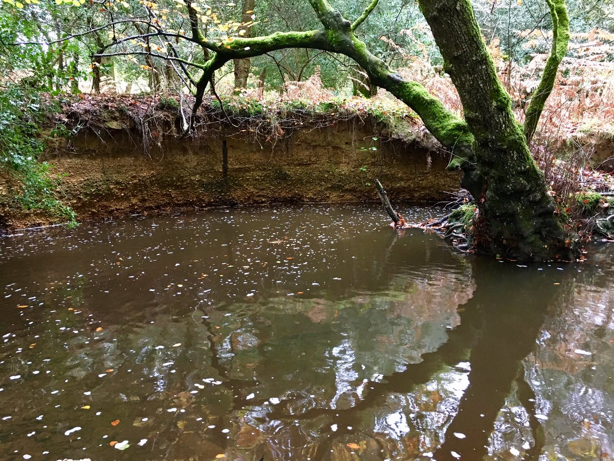 clarebest1's tweet image. #Springlines field trip no 2 in New Forest for @StBarbeMuseum with @AytounEllis - good day's work on Highland Water