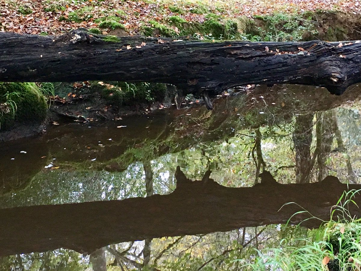 clarebest1's tweet image. #Springlines field trip no 2 in New Forest for @StBarbeMuseum with @AytounEllis - good day's work on Highland Water