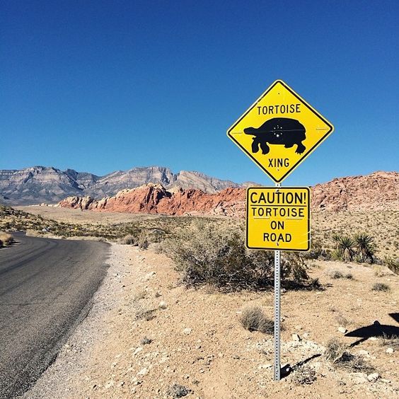 GetCarvi's tweet photo. Tortoise crossing.
#roadsigns #funnyroadSign #car #ride #drive #sportscar #vehicle https://t.co/cm2OW0K15Y