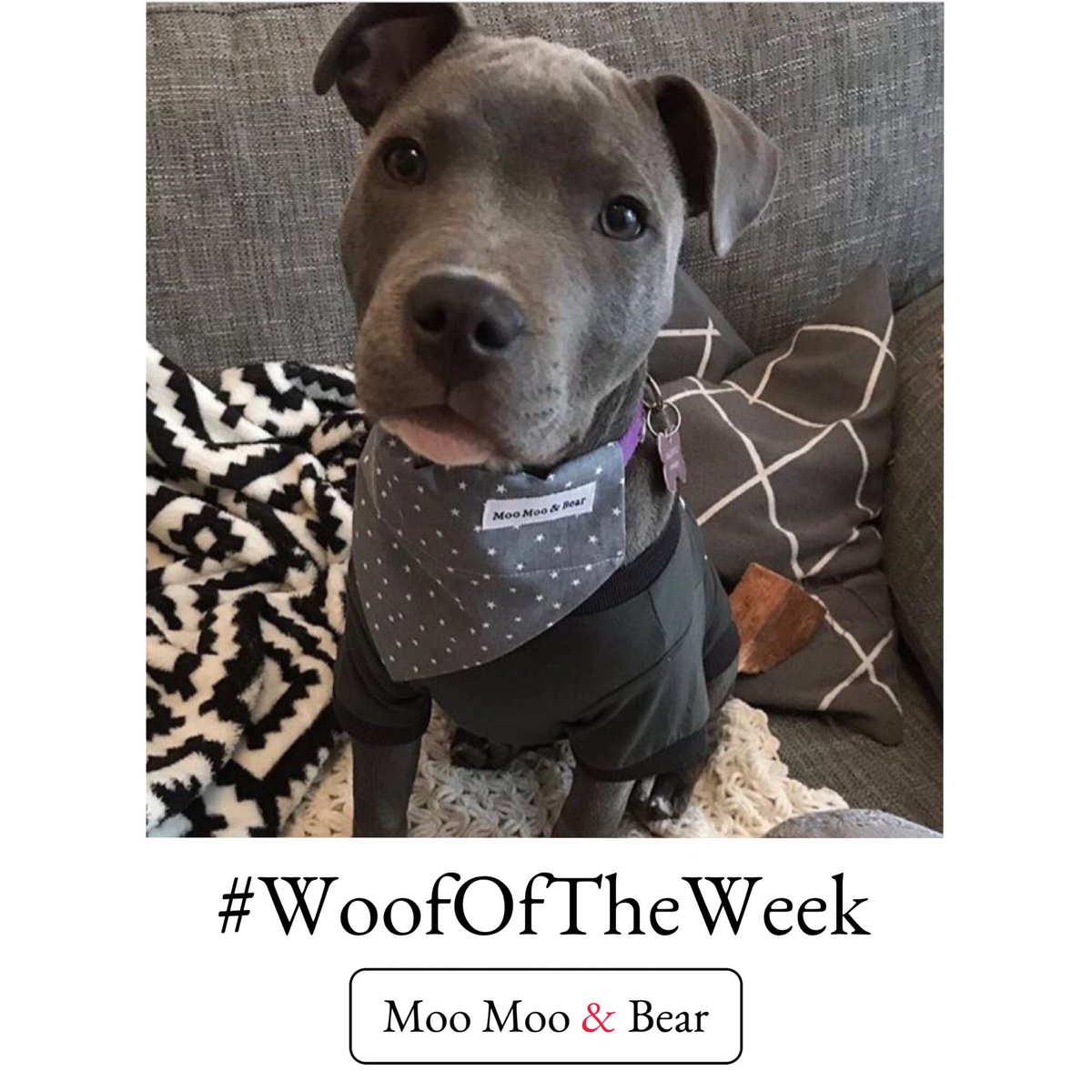 moomooandbearuk's tweet photo. #WoofOfTheWeek

The gorgeous Myla, the Staffy puppy who visited us at a local event for gravy bones and a bandana 🐾🐾 #queen of #staffy https://t.co/6bLTmLpgtQ