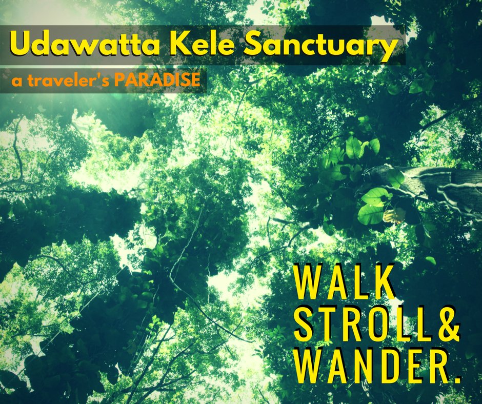 hoteltopazkandy's tweet photo. Step away from the hustle and the bustle of the city and walk, stroll, wander to become one with nature at the Udawatta Kele Sanctuary. https://t.co/8WeRw8V16P