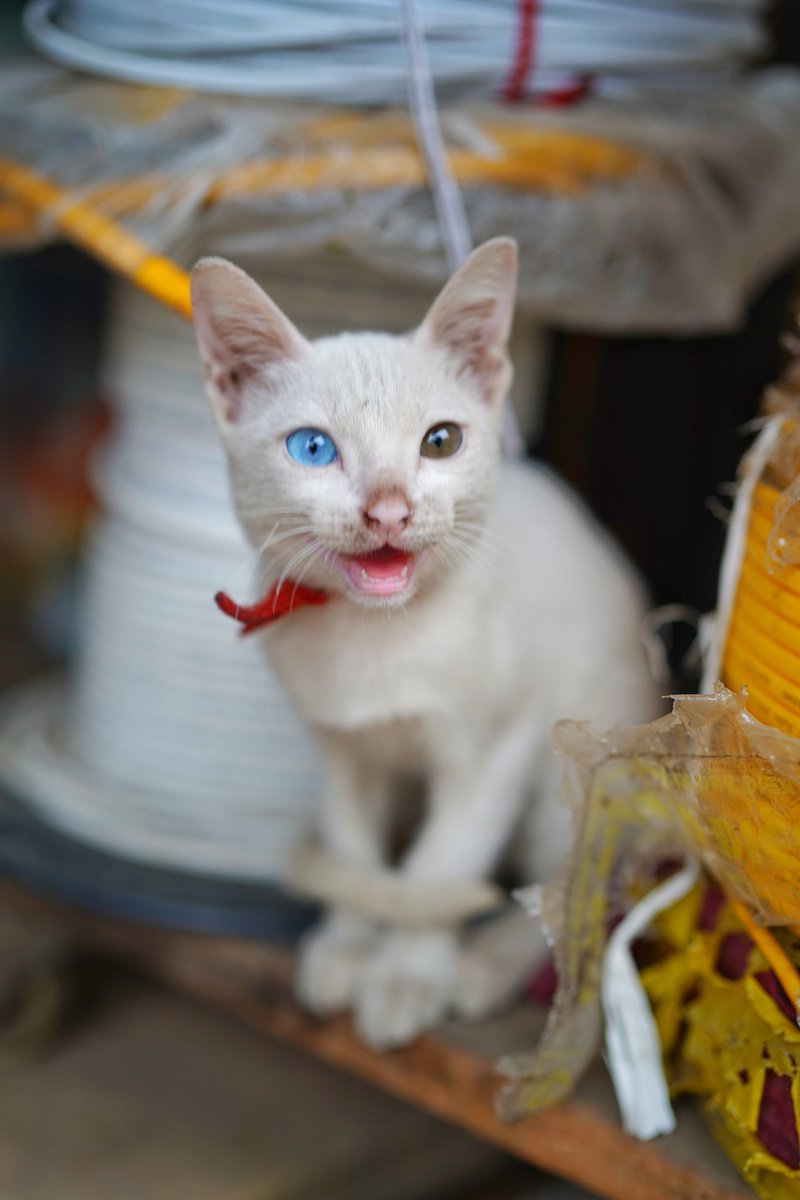 Balistichydrant's tweet image. Crack cat
goo.gl/vguVUd
#crack #crackbaby  #crackcat #heroin #streetpussy