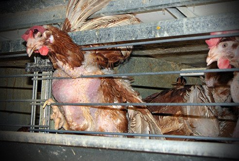 DSFMexico's tweet photo. @pastelerialety que tu ingrediente principal no sea la crueldad https://t.co/n5gzsj9q0U