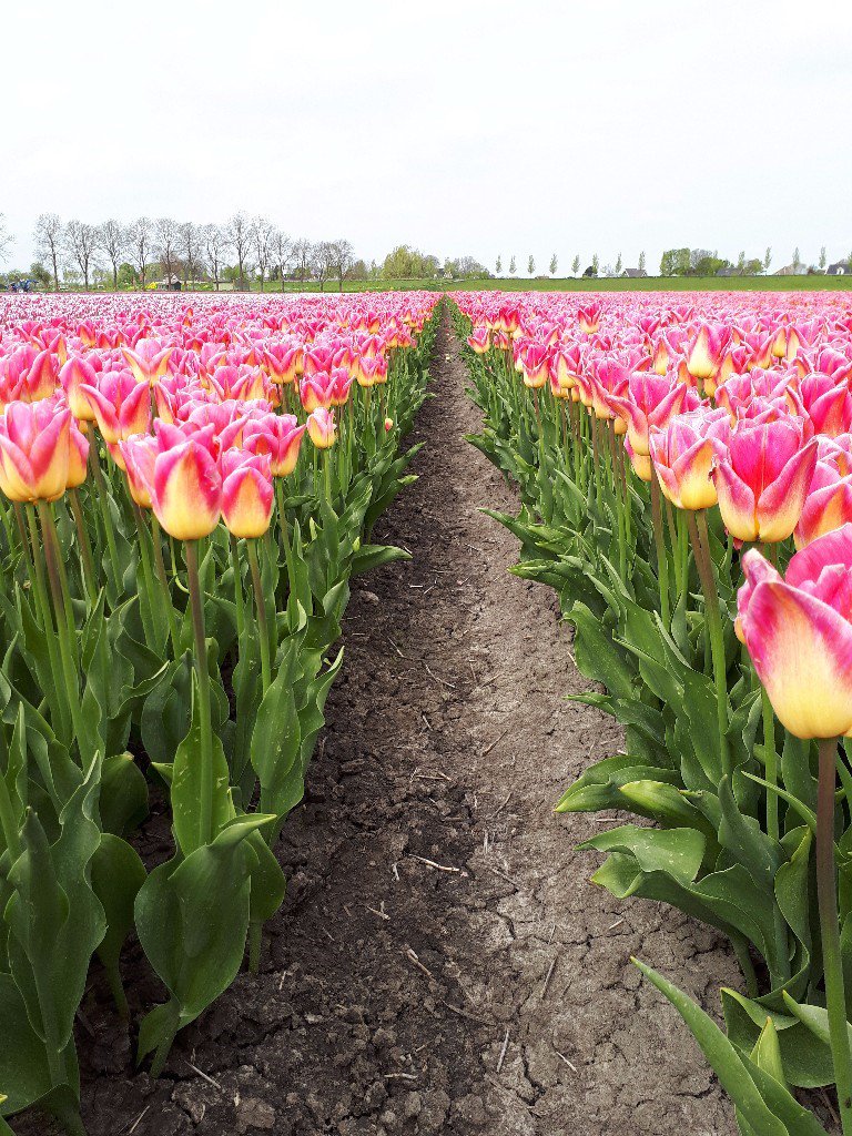 Decorumcompany's tweet photo. #Trots! Ted van der Gulik is ons nieuwe lid en daarmee breiden we ons #tulpenassortiment uit met exclusieve soorten! https://t.co/E8tjQaGX8f https://t.co/uWHf2OWigT