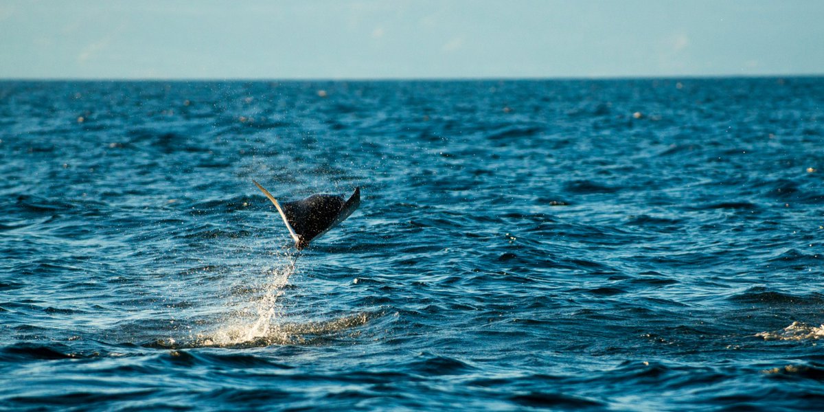 UnboundAdv's tweet image. Happy #WildlifeWednesday to our favorite high flying friends in the Sea of Crotez! ow.ly/Ewor50eF0jz